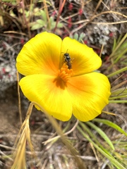 Micralictoides ruficaudus