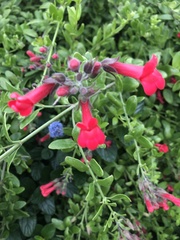 Gambelia