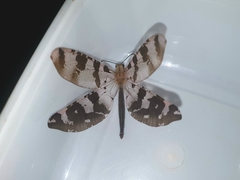 Lachlathetes moestus