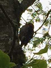 Sphyrapicus ruber