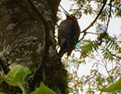 Sphyrapicus ruber