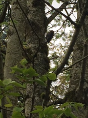 Sphyrapicus ruber