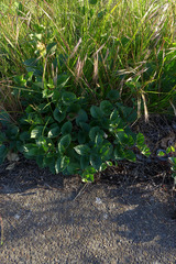 Calystegia atriplicifolia