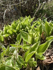 Hosta capitata