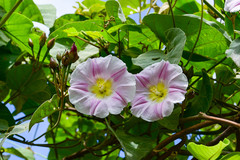 Decalobanthus distillatorius