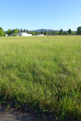 Calystegia atriplicifolia