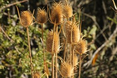 Dipsacus sativus