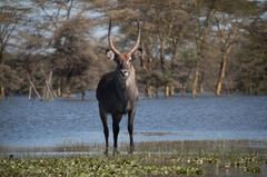 Kobus ellipsiprymnus