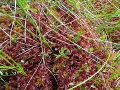 Sphagnum magellanicum