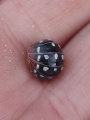 Armadillidium werneri