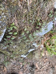 Veronica officinalis