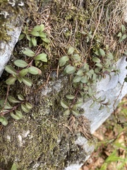 Veronica officinalis