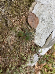 Veronica officinalis