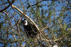 Colobus guereza