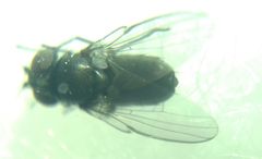 Diptera