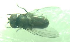 Diptera