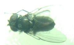 Diptera