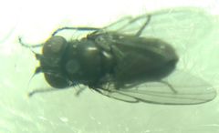 Diptera
