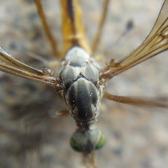 Tipula parallela