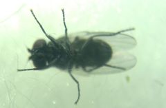 Diptera