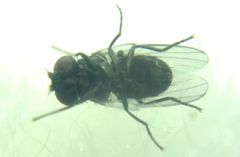 Diptera