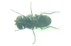 Diptera