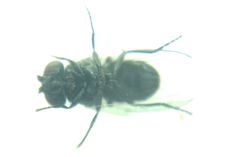 Diptera