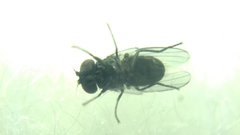 Diptera