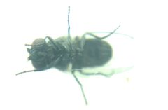 Diptera