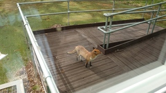 Vulpes vulpes crucigera