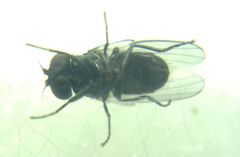 Diptera