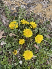 Taraxacum