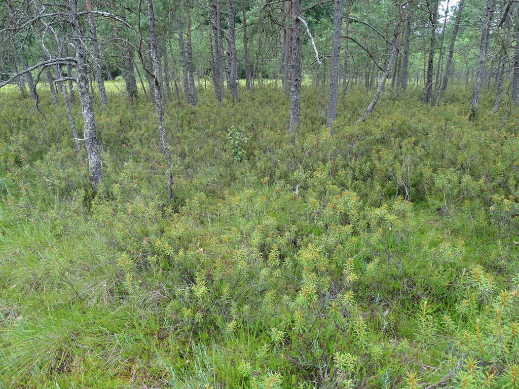 marsh Labrador tea in August 2021 by Grzegorz Grzejszczak · iNaturalist