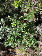 Gaultheria phillyreifolia