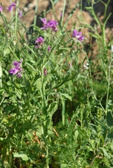 Centaurea napifolia