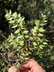 Gaultheria phillyreifolia