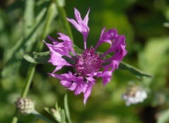 Centaurea napifolia