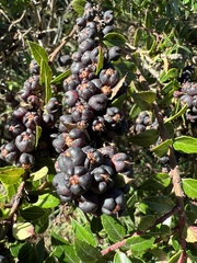 Gaultheria phillyreifolia