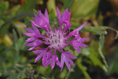 Centaurea napifolia