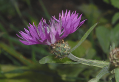 Centaurea napifolia
