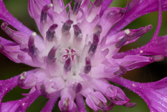 Centaurea napifolia
