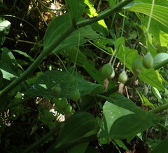 Polygonatum biflorum commutatum