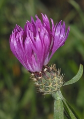 Centaurea napifolia