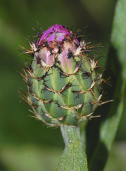 Centaurea napifolia