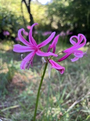 Nerine