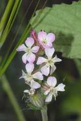 Silene gallica gallica