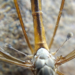 Tipula parallela