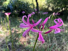 Nerine