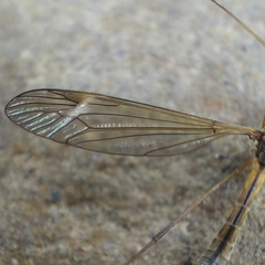 Tipula parallela