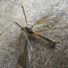 Tipula parallela